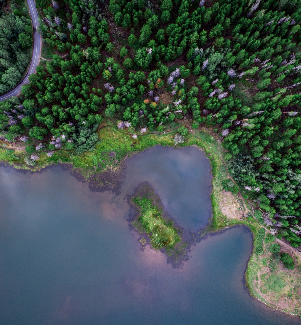 foret verte de sapin facilitant la décarbonisation de la planète